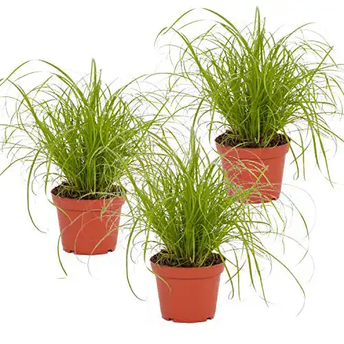 Katzengras-Pflanze PetSnack Bio Katzengras (Cyperus ‚Zumula‘)
