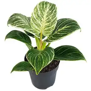 Philodendron Fangblatt, Birkin ‘White Measure’, grün weiß gestreift