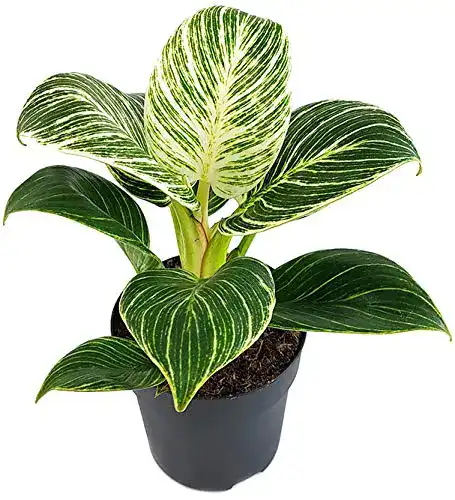 Philodendron Fangblatt, Birkin ‘White Measure’, grün weiß gestreift