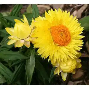 Strohblumen-Samen Samenchilishop Garten- Gelb/Orange 25