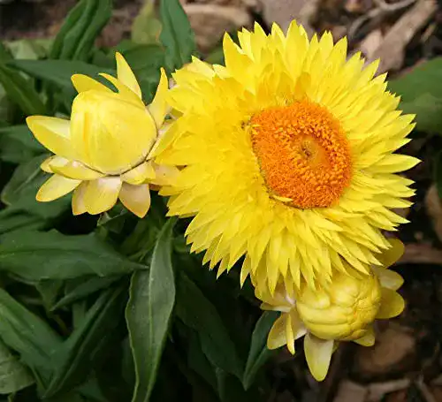 Strohblumen-Samen Samenchilishop Garten- Gelb/Orange 25