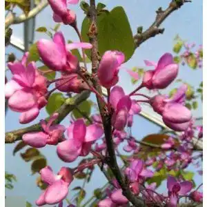 Judasbaum Baumschule Pflanzenvielfalt Cercis siliquastrum