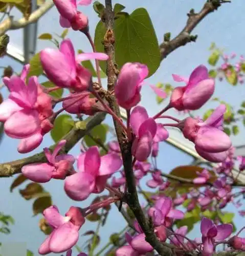 Judasbaum Baumschule Pflanzenvielfalt Cercis siliquastrum