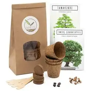Bonsai-Starter-Kit HappySeed Bonsai Starter Kit inkl. GRATIS eBook