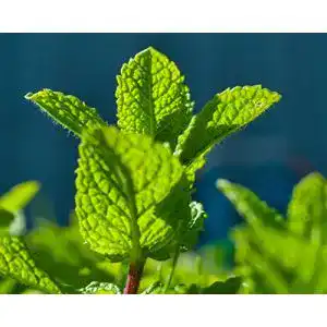 Pfefferminze-Samen tropical-seeds Pfefferminze, 100 Samen