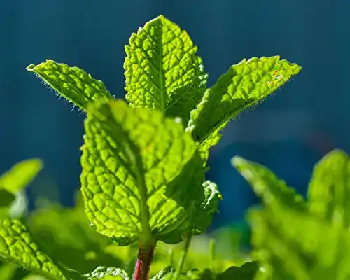 Pfefferminze-Samen tropical-seeds Pfefferminze, 100 Samen