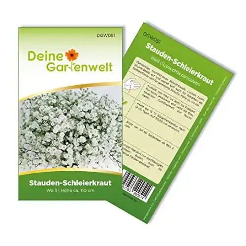 Schleierkraut-Samen Deine Gartenwelt Stauden-Schleierkraut weiß