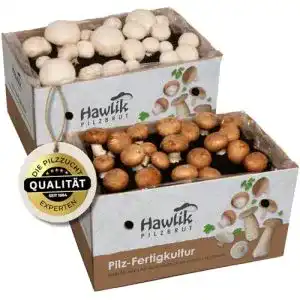 Pilzkultur Hawlik Pilzbrut 2 X Champignon, Probierset