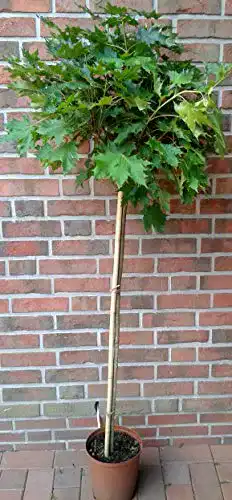 Kugelbaum Pflanzen Böring Kugelahorn, Ahorn, Sorte: Globosum