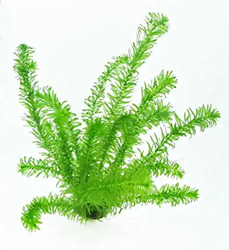 Wasserpest WFW wasserflora 1 Topf Egeria Densa, winterhart