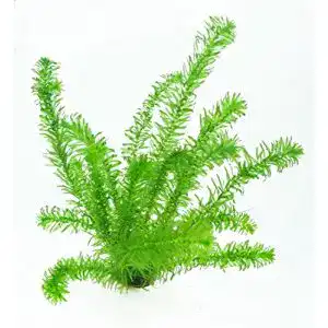 Wasserpflanze WFW wasserflora 1 Topf Wasserpest/Egeria Densa