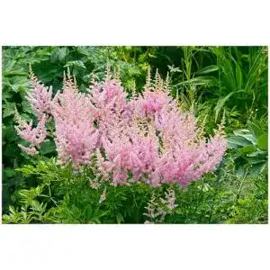 Astilbe Stauden Gänge 1 x arendsii ‚Astary Rose‘ Winterhart