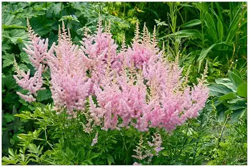 Astilbe Stauden Gänge 1 x arendsii ‚Astary Rose‘ Winterhart
