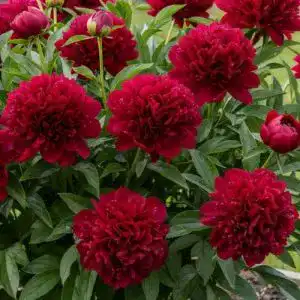 Pfingstrosen-Zwiebeln DUTCH BULBS EXCLUSIVE PLANTS FROM