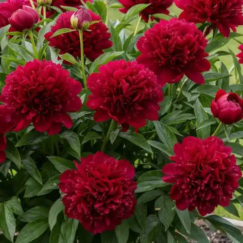 Die beste Pfingstrosen-Zwiebeln DUTCH BULBS EXCLUSIVE PLANTS FROM 2026 Test Bestseller Pfingstrosen-Zwiebeln DUTCH BULBS EXCLUSIVE PLANTS FROM