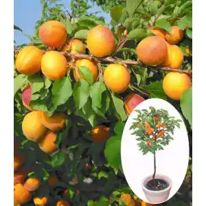 Aprikosenbaum BALDUR Garten ‘Compacta Super Compact®’