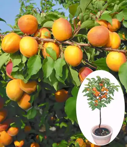 Aprikosenbaum BALDUR Garten ‘Compacta Super Compact®’