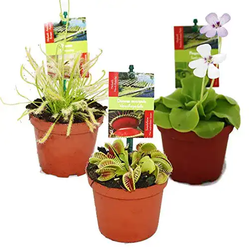 Fleischfressende Pflanzen exotenherz, Starter Set, 3 Pflanzen