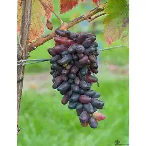 Weinrebe pille-baumschulen Weintraube Pflanze Souvenir Vitis