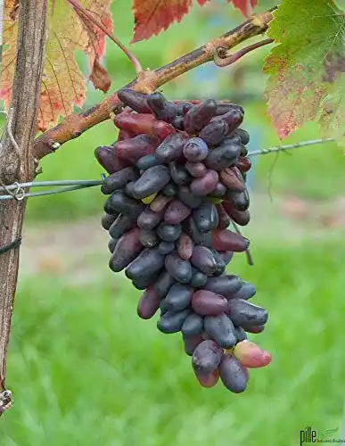 Weinrebe pille-baumschulen Weintraube Pflanze Souvenir Vitis