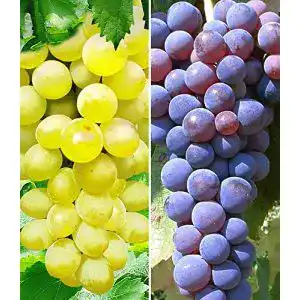 Weinrebe BALDUR Garten Kernlose Tafel-Traube Venus und Kernlos