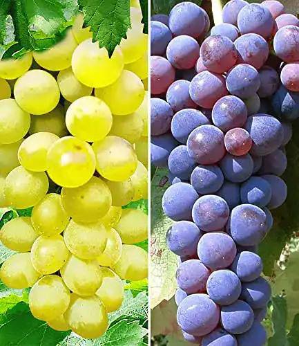 Die beste Weinrebe BALDUR Garten Kernlose Tafel-Traube Venus und Kernlos 2026 Test Bestseller Weinrebe BALDUR Garten Kernlose Tafel-Traube Venus und Kernlos
