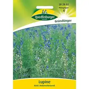 Lupinen Gründünger Quedlinburger Lupine, blau