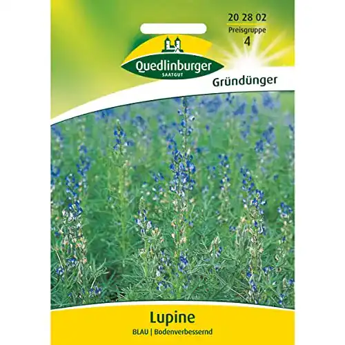 Lupinen Gründünger Quedlinburger Lupine, blau