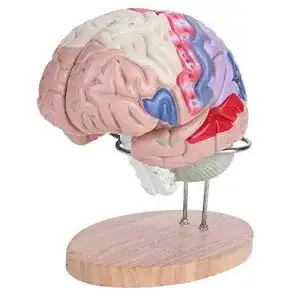 Gehirn-Modell Garosa 1: 2 Human Brain Model Disassembliert