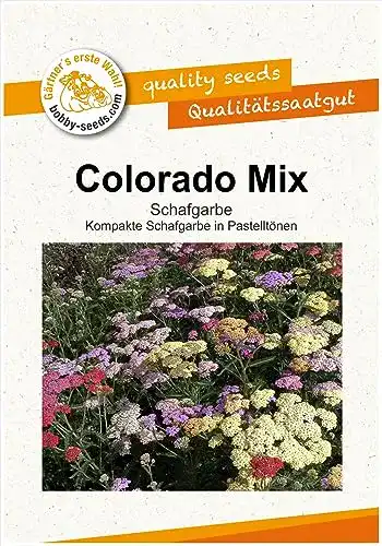 Schafgarbe-Samen Gärtner’s erste Wahl! bobby-seeds.com