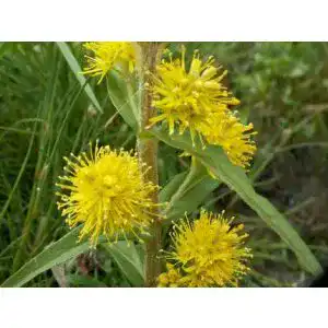 Gilbweiderich ZAC Wagner Straußblütiger (Lysimachia thyrsiflora)