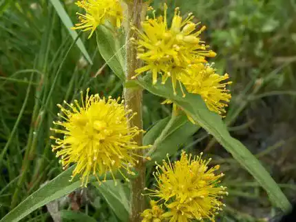 Gilbweiderich ZAC Wagner Straußblütiger (Lysimachia thyrsiflora)