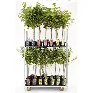 Johannisbeerstrauch PlantaPro rot, weiß oder schwarz