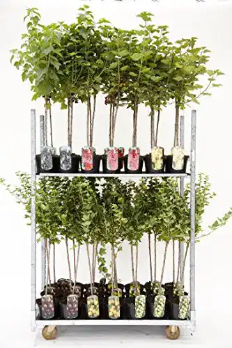 Johannisbeerstrauch PlantaPro rot, weiß oder schwarz