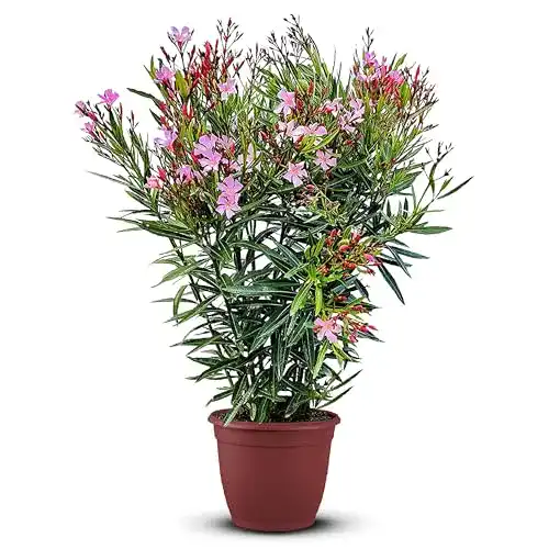 Exotische Blumen Tropictrees Nerium Oleander | Oleander Pflanzen