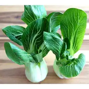 Pak-Choi-Samen Samen Schenker Pak Choi White Stem, 250 Samen