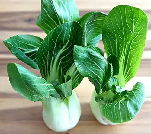 Pak-Choi-Samen Samen Schenker Pak Choi White Stem, 250 Samen