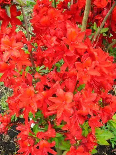 Rhododendron Rot Plantenwelt leuchtend rot blühende Azalee