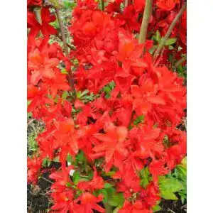 Rhododendron Rot Plantenwelt Wiesmoor leuchtend rot blühend
