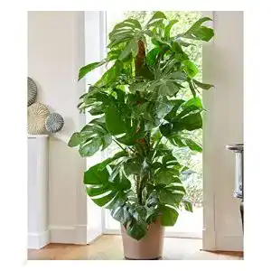 Pflanzen für dunkle Räume BALDUR Garten Monstera
