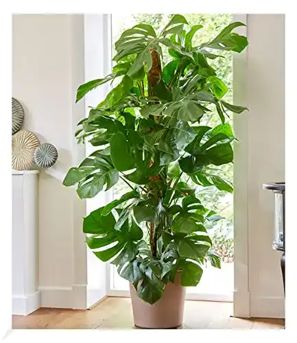 Die beste Pflanzen für dunkle Räume BALDUR Garten Monstera 2026 Test Bestseller Pflanzen für dunkle Räume BALDUR Garten Monstera