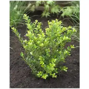 Stechpalme Stauden Gänge 10 x Ilex crenata Green Hedge