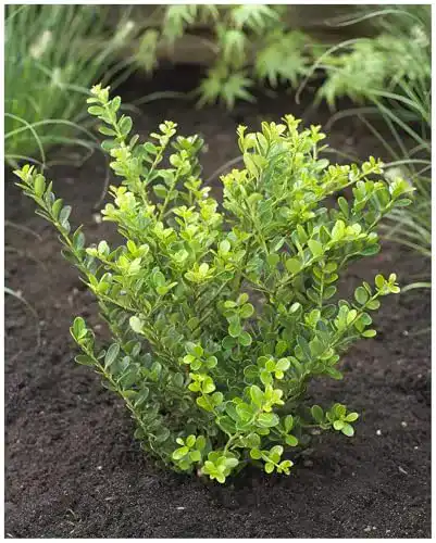 Stechpalme Stauden Gänge 10 x Ilex crenata Green Hedge