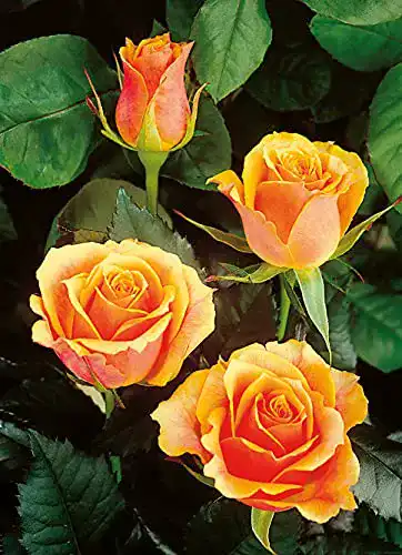 Edelrose Garten Schlüter Tea Time in Gelb & Orange – Rose