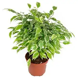 Birkenfeige mgc24 Ficus Kinky, im 12cm Topf, 20 cm hoch