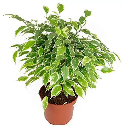 Birkenfeige mgc24 Ficus Kinky, im 12cm Topf, 20 cm hoch