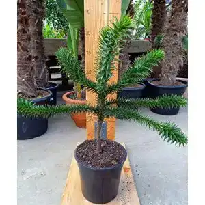 Araukarien Generisch Araucaria Araucana – Schmucktanne – chilenische