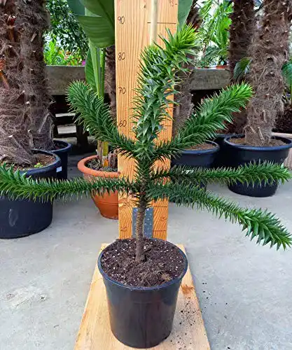 Araukarien Generisch Araucaria Araucana – Schmucktanne – chilenische