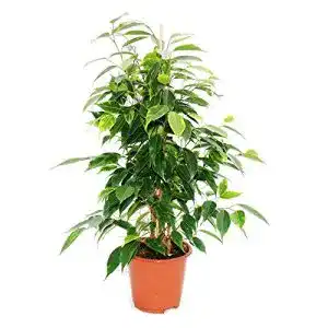 Birkenfeige exotenherz Ficus benjamini “Anastasia”, 14cm