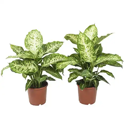 Dieffenbachia Flowy März, 2 Pflanzen, Höhe 65 cm, Topf 17 cm